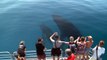 Une baleine et son petit viennent dire bonjour à des touristes