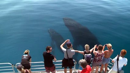 Descargar video: Une baleine et son petit viennent dire bonjour à des touristes