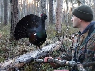 Cet oiseau très docile a un chant très bizarre