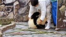 Ce jeune panda rend la vie impossible aux employés du zoo... Trop joueur