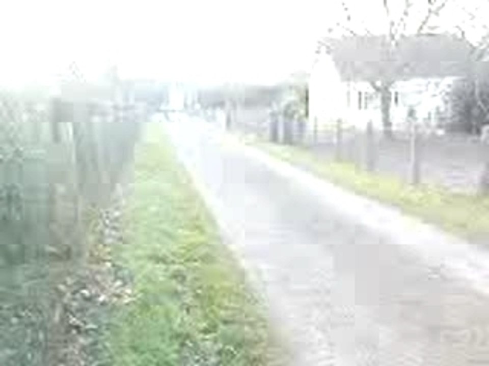 video top rose