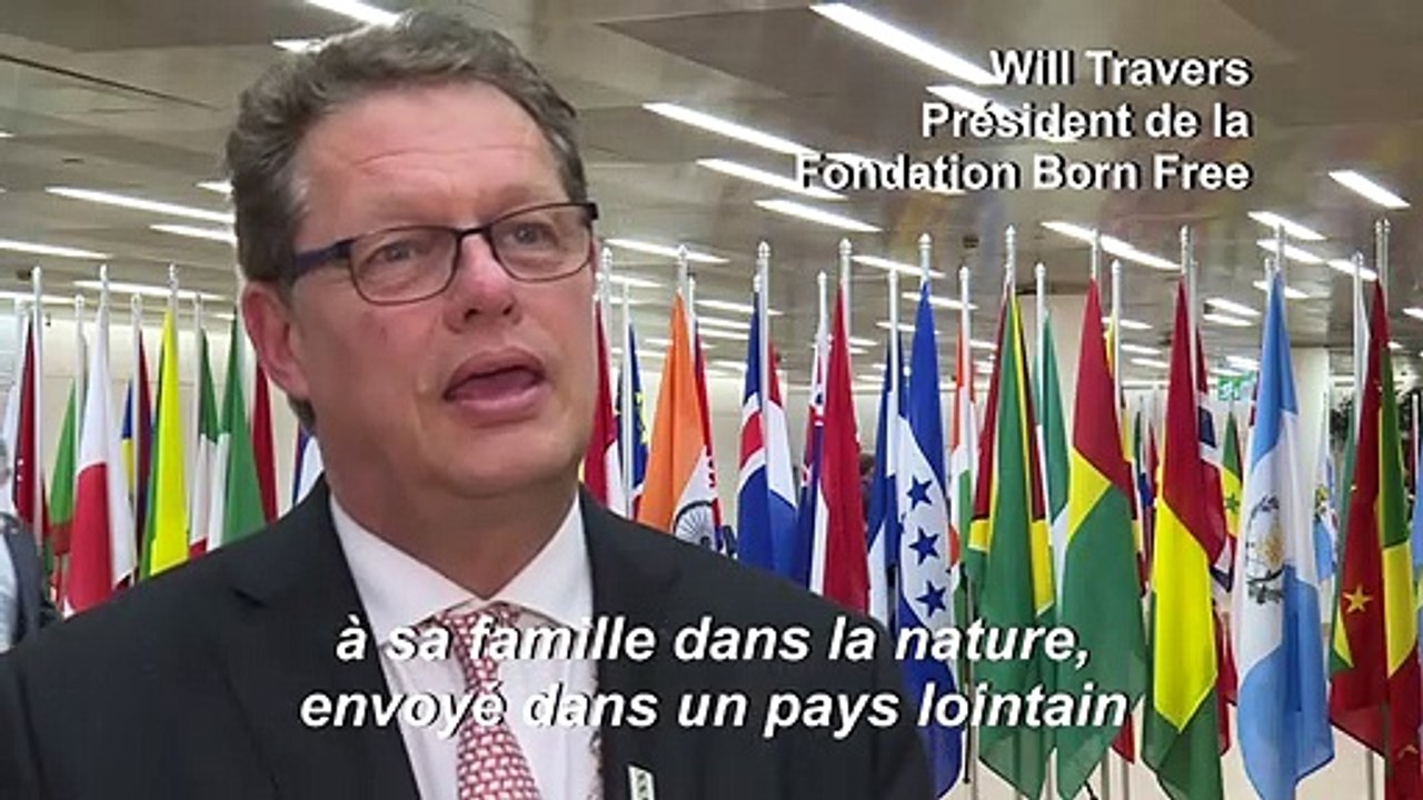 Reactions d'ONG à la quasi-interdiction de ventes d'éléphants sauvages à des zoos