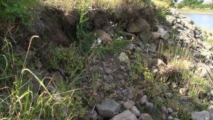 Des végétaux pour protéger les poissons de la rivière Ouelle
