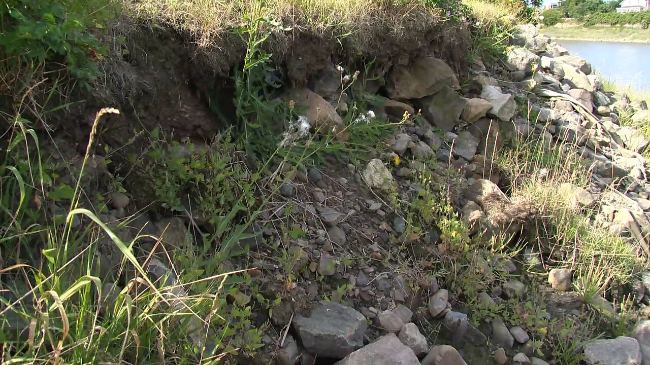 Des végétaux pour protéger les poissons de la rivière Ouelle