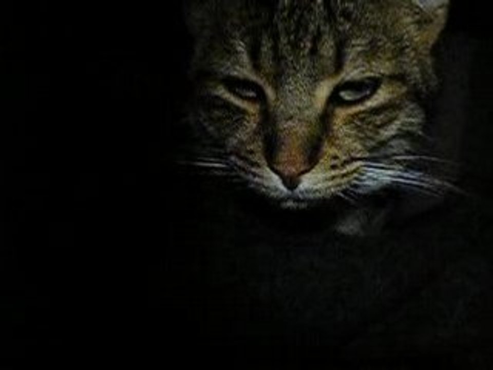 coco, Le chat