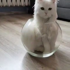 La preuve ultime que les chats sont liquides. Observez ce qu'il va faire!