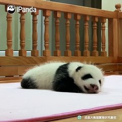 Ce panda va vous faire sourire, il est incroyable !