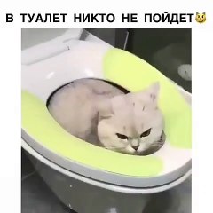 Ce chat a trouvé une place de choix dans la cuve des toilettes. Trop cute !