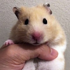 Cet hamster est un vrai amour. Admirez sa petite moue !
