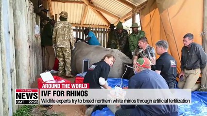 Artificial fertilization is last hope for northern white rhinos