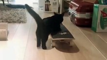 Cette chatte est une grande skateboardeuse. Trop chou!