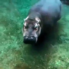 Fiona vient dire bonjour à la caméra. Superbe moment !