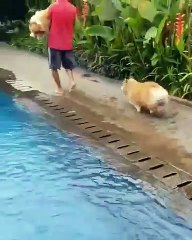 Ce Corgi est accro à la piscine. Il ne peut pas s’empêcher de plonger !