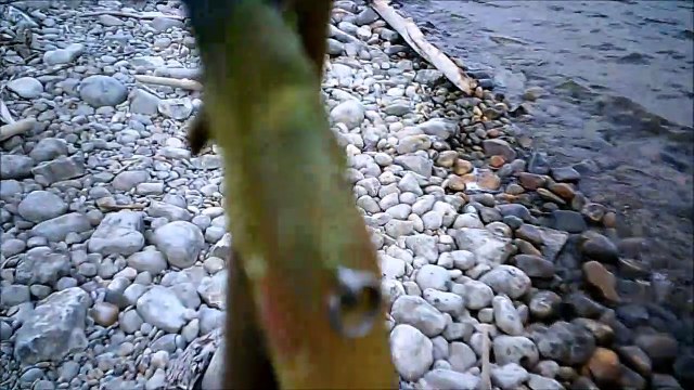 MCH 173. THIS IS A TRUE FISH STORY . I REALLY CAUGHT THIS IN GLENIFFER LAKE ALBERTA CANADA.