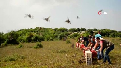 Kocaeli'de zararlı böceklerle mücadele için 1000 keklik doğaya salındı