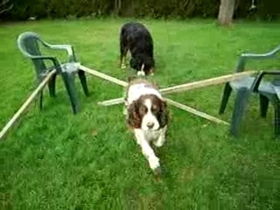 mon chien