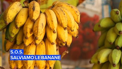 Banane a rischio: tutta colpa del fungo TR4