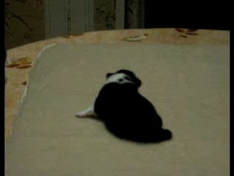 Mâle tricolore n°2 le 27 janvier 2008 à 2 semaines