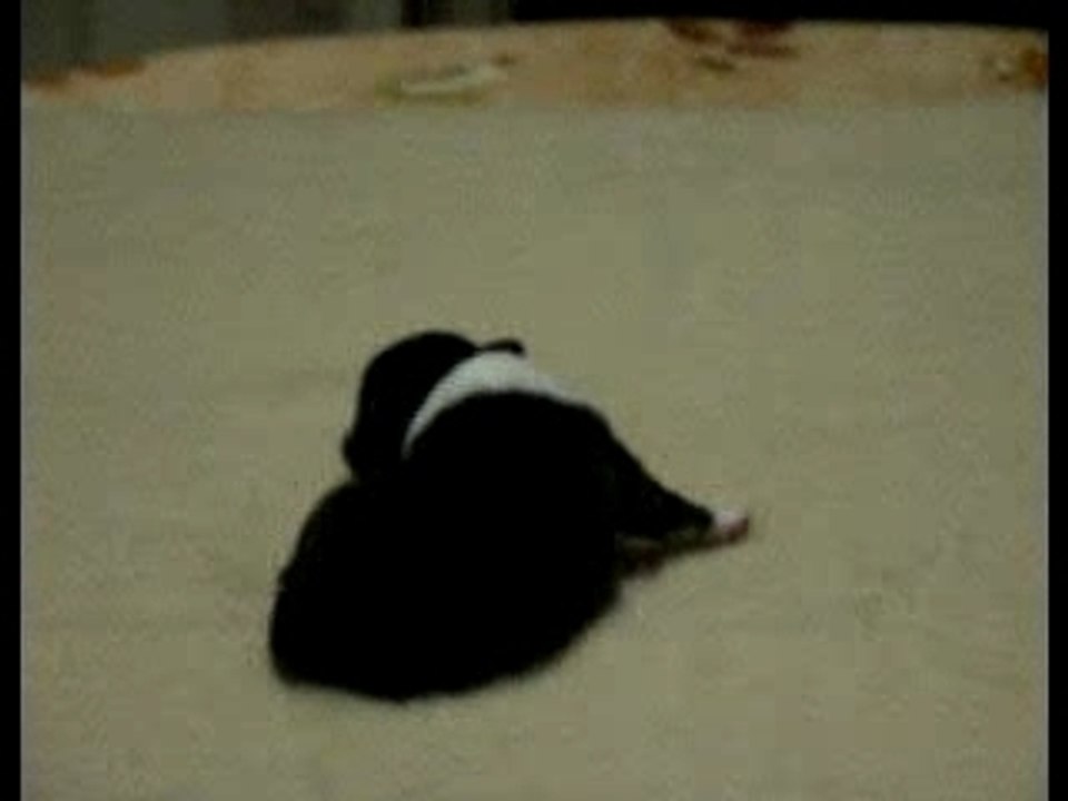 Mâle tricolore n°3 le 27 janvier 2008 à 2 semaines