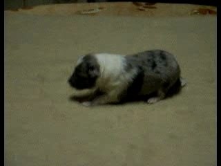 Mâle bleu le 27 janvier 2008 à 2 semaines