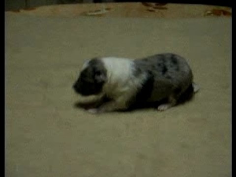 Mâle bleu le 27 janvier 2008 à 2 semaines