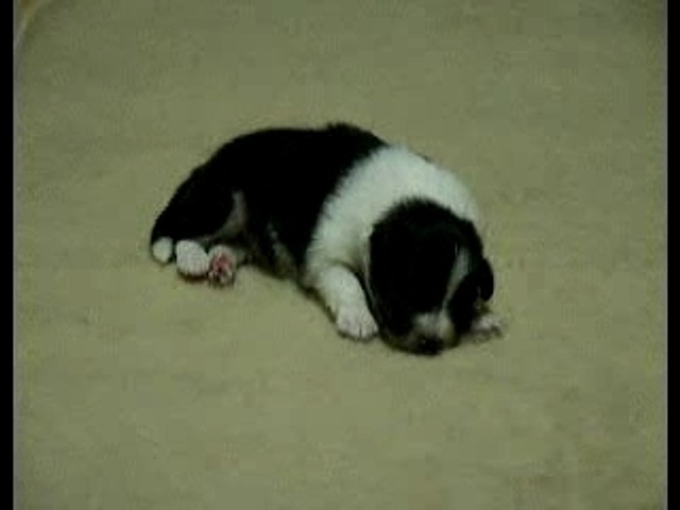 Mâle tricolore n°4 le 27 janvier 2008 à 2 semaines