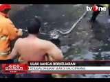 Petugas Tangkap Ular Sanca di Kali Cipinang