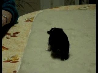 Mâle tricolore n°5 le 27 janvier 2008 à 2 semaines