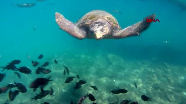 Antalya caretta carettalar, turistlerle yüzdü
