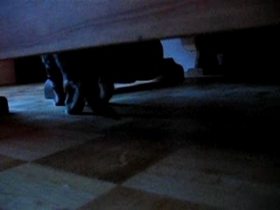 Minette... miau - kinderkatze will spielen :-)