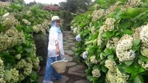 Merekahnya 500 Jenis Tanaman Camelia di Taman Bunga Jeju Korea Selatan
