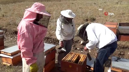 Ağrı'da bal hasadı başladı