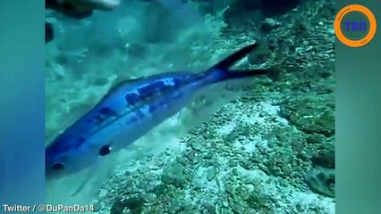 Voici pourquoi il est important de ne pas polluer les océans !