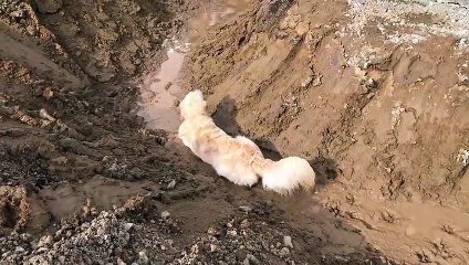Tous les chiens rêveraient d'être à la place de ce golden !
