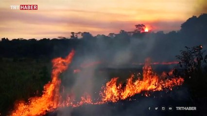 5 soruda Amazon Ormanları yangını