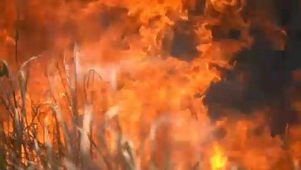 Resta accesa la fiamma della polemica fra Macron e Bolsonaro, ma il Brasile accetta gli aiuti