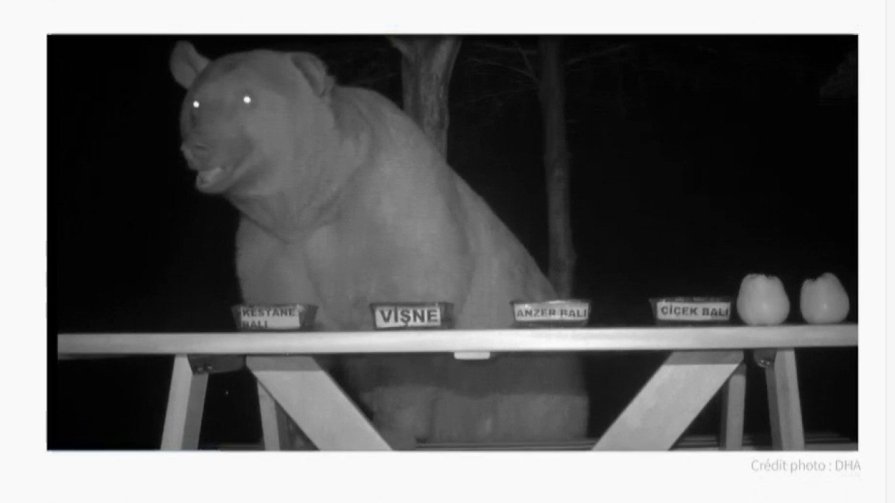 Un ours testeur de miel