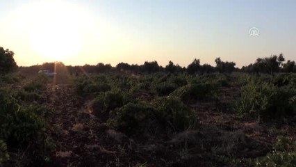 Üzümün tarladan raflara yolculuğu devam ediyor