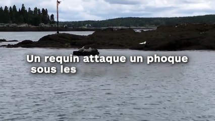 Un requin attaque un phoque sous les yeux des touristes !