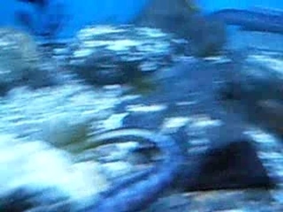 aquarium 2