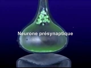 Trajet de la douleur . 2