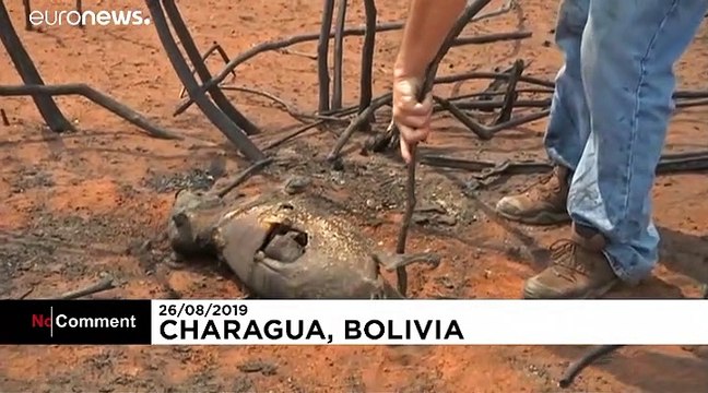 Forest floor scattered with ash and dead animals as Bolivia battles its own vast Amazon fires