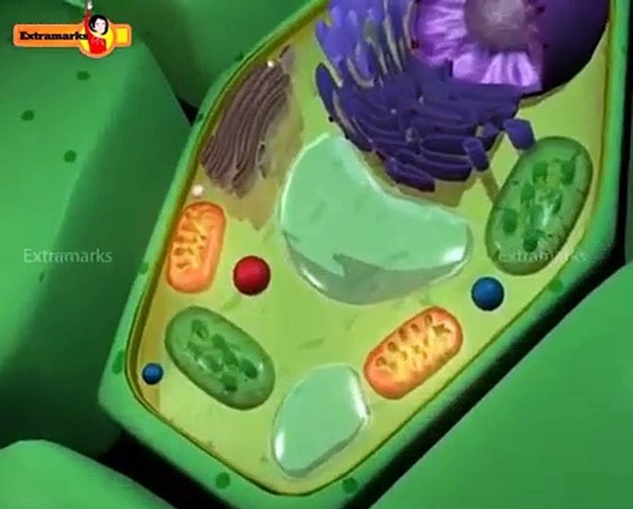 Class 11 Biology Made Fun