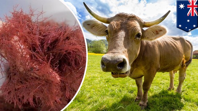 Feeding cows pink seaweed can help reduce methane emissions