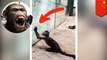 Monyet pintar gunakan batu untuk hancurkan penghalang kaca di kebun binatang - China