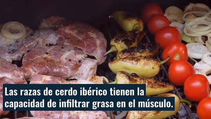 ¿Por qué es más saludable el cerdo ibérico?
