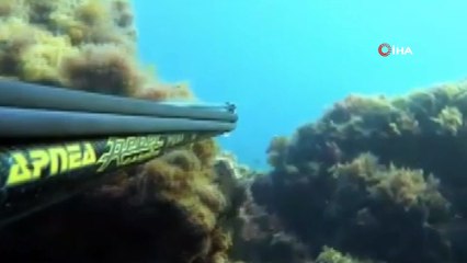 Dalgıç, dev balığı böyle avladı