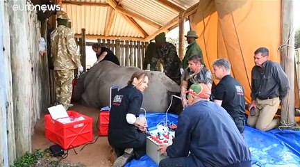 شاهد: بعد انقراض الذكور...عملية تلقيح صناعي لأنثى وحيد القرن تحيي آمال بقائها