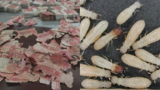 Des termites détruisent 150.000€ économisés par une Indonésienne
