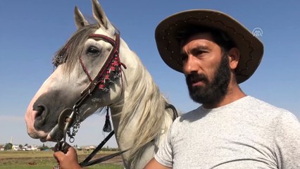 Cirit atları derede serinliyor - KARS